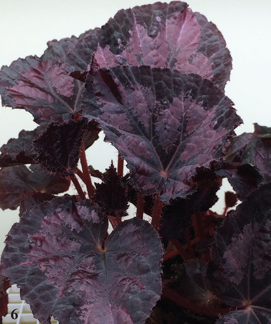 B. ‘Harmony’s Dark Heart’